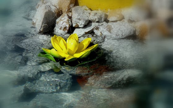 yellow water lily in rock